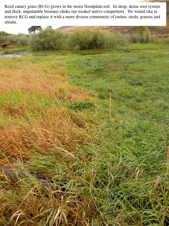 Reed Canary Grass Project MPG Ranch